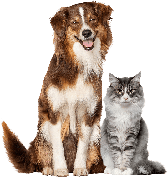 Dog And Cat