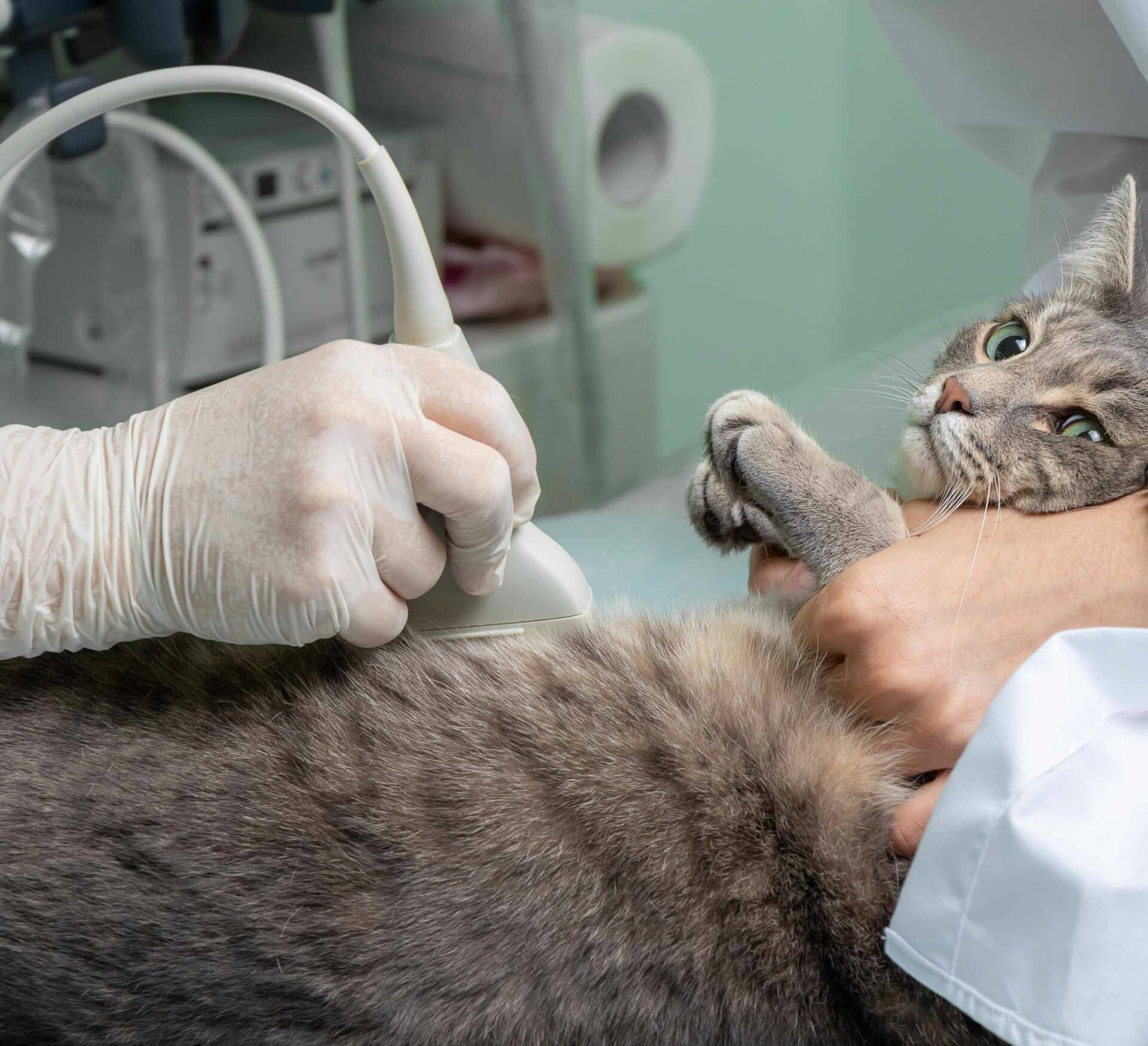 Thoracic Ultrasound