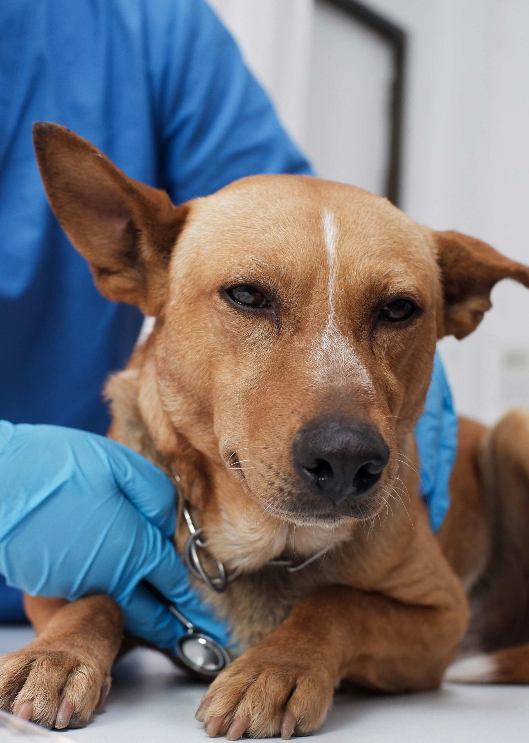 What to Expect During Your Pet’s Focused Echocardiogram